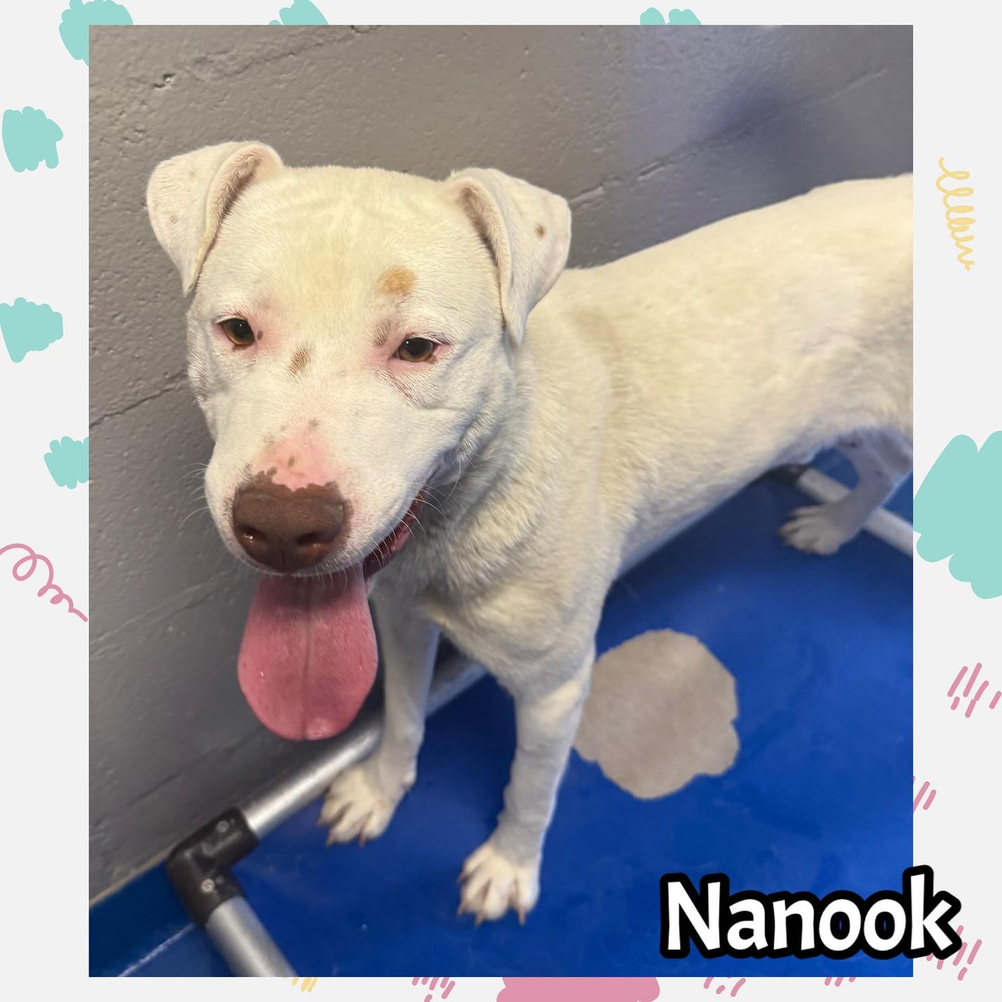 Nanook thumbnail 2