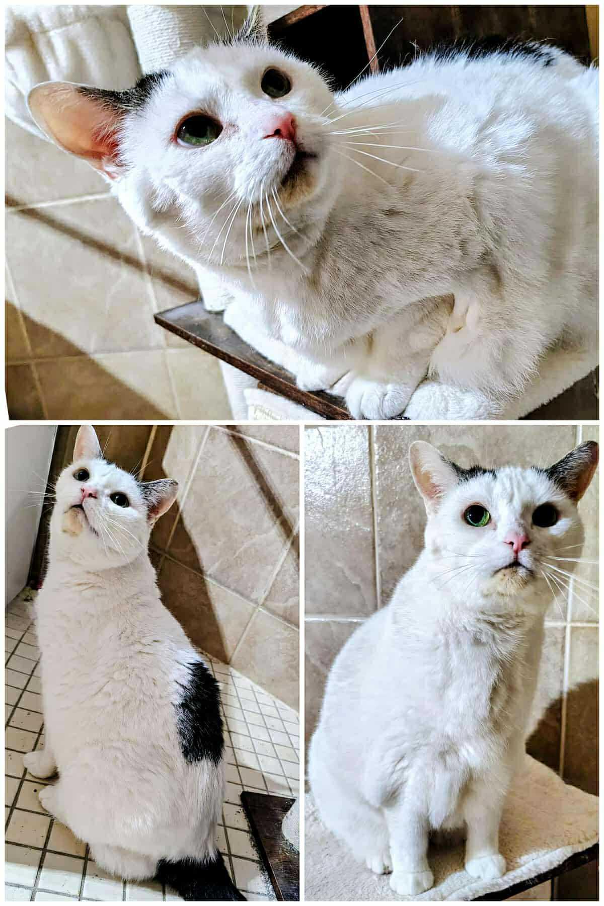 Enlarge Crépuscule, a Adoptable Domestic Short Hair in Delson, QC image 1/1