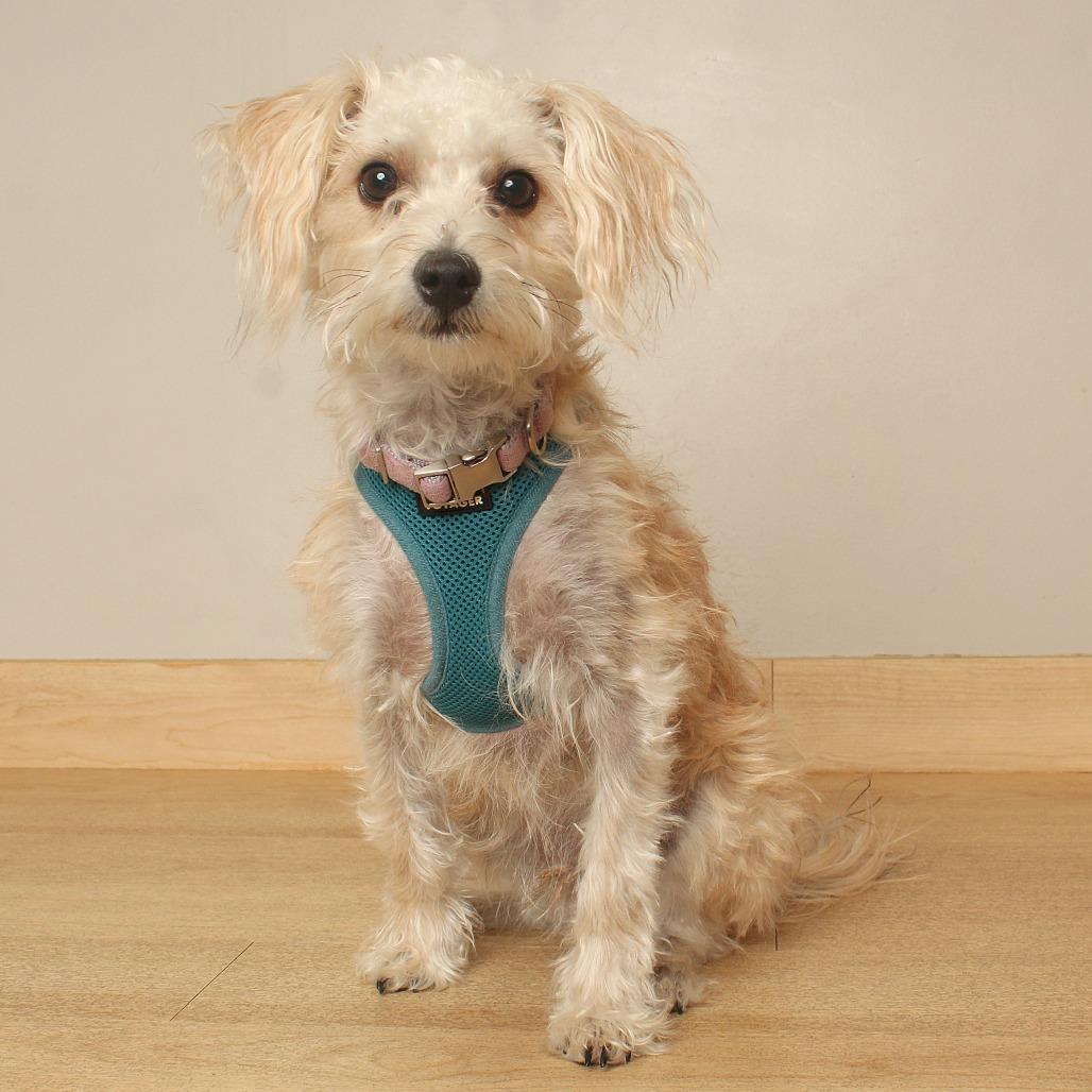 Ferris Wheel D69838, Adoptable, Young Male Shih Tzu & Bichon Frise.