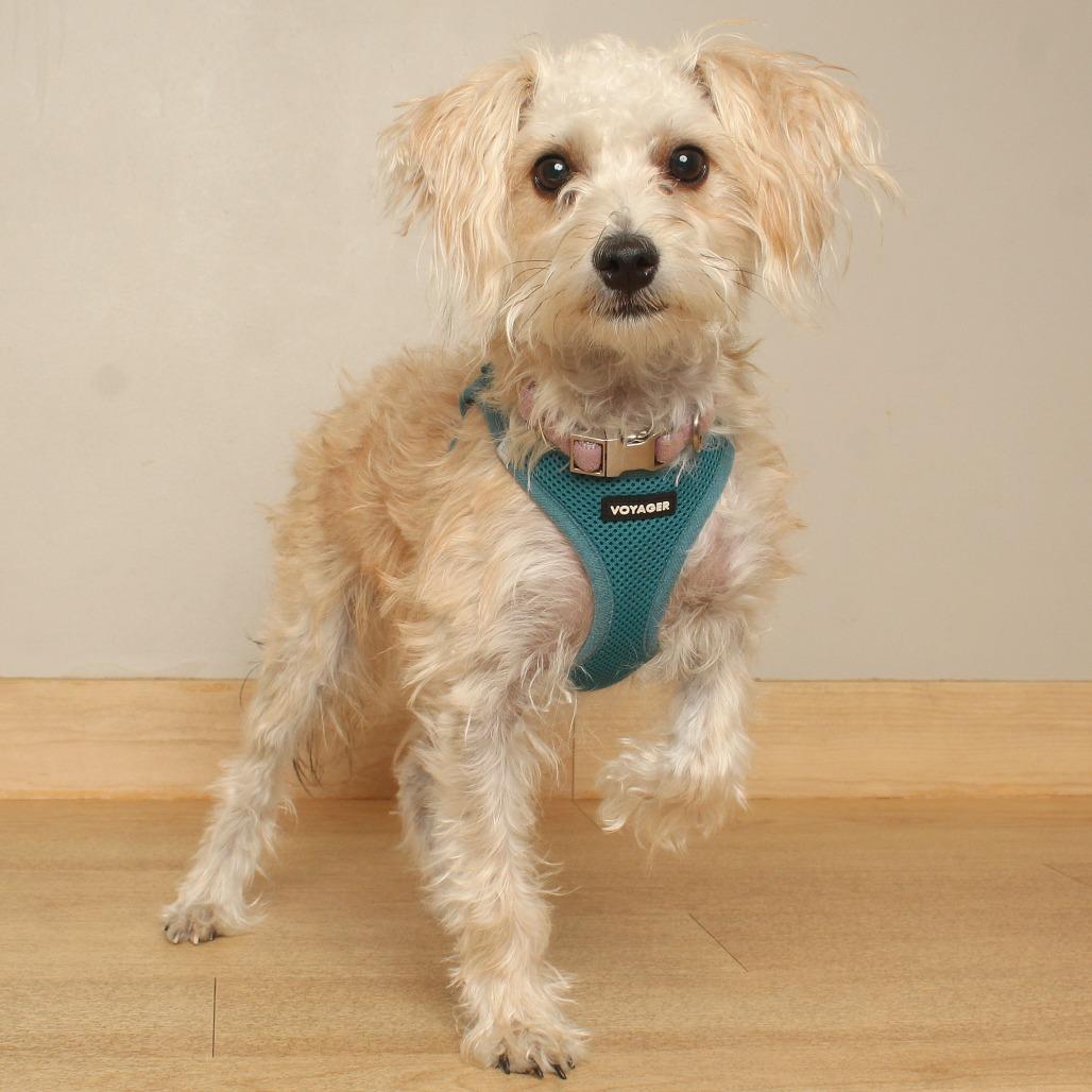 Enlarge Ferris Wheel D69838, a Adoptable mixed breed in Minnetonka, MN image 2/2