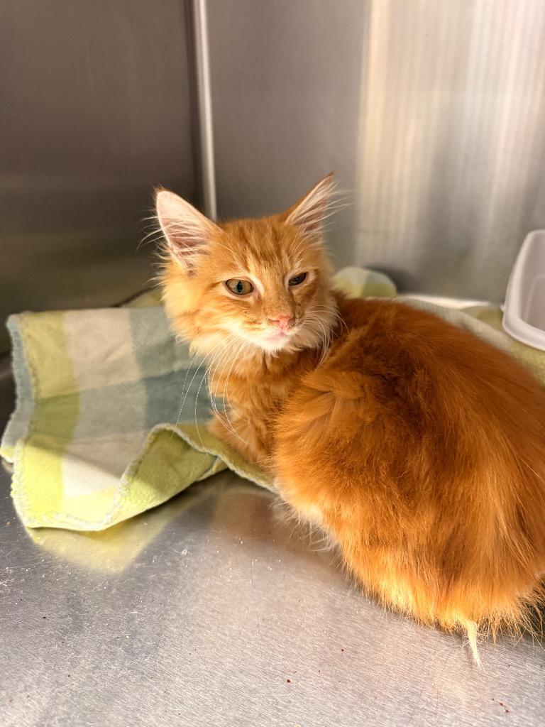 Russell, Adoptable, Kitten Male Domestic Long Hair.