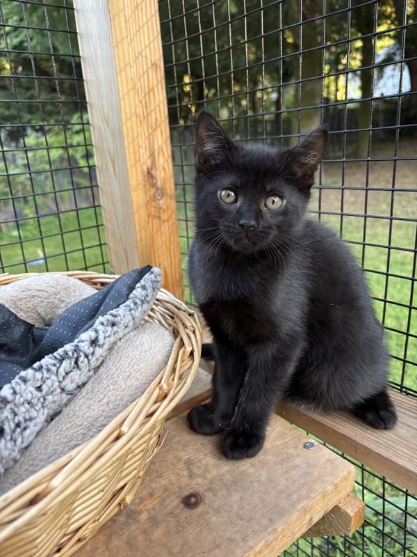 Bennu, Adoptable, Kitten Male Domestic Short Hair.