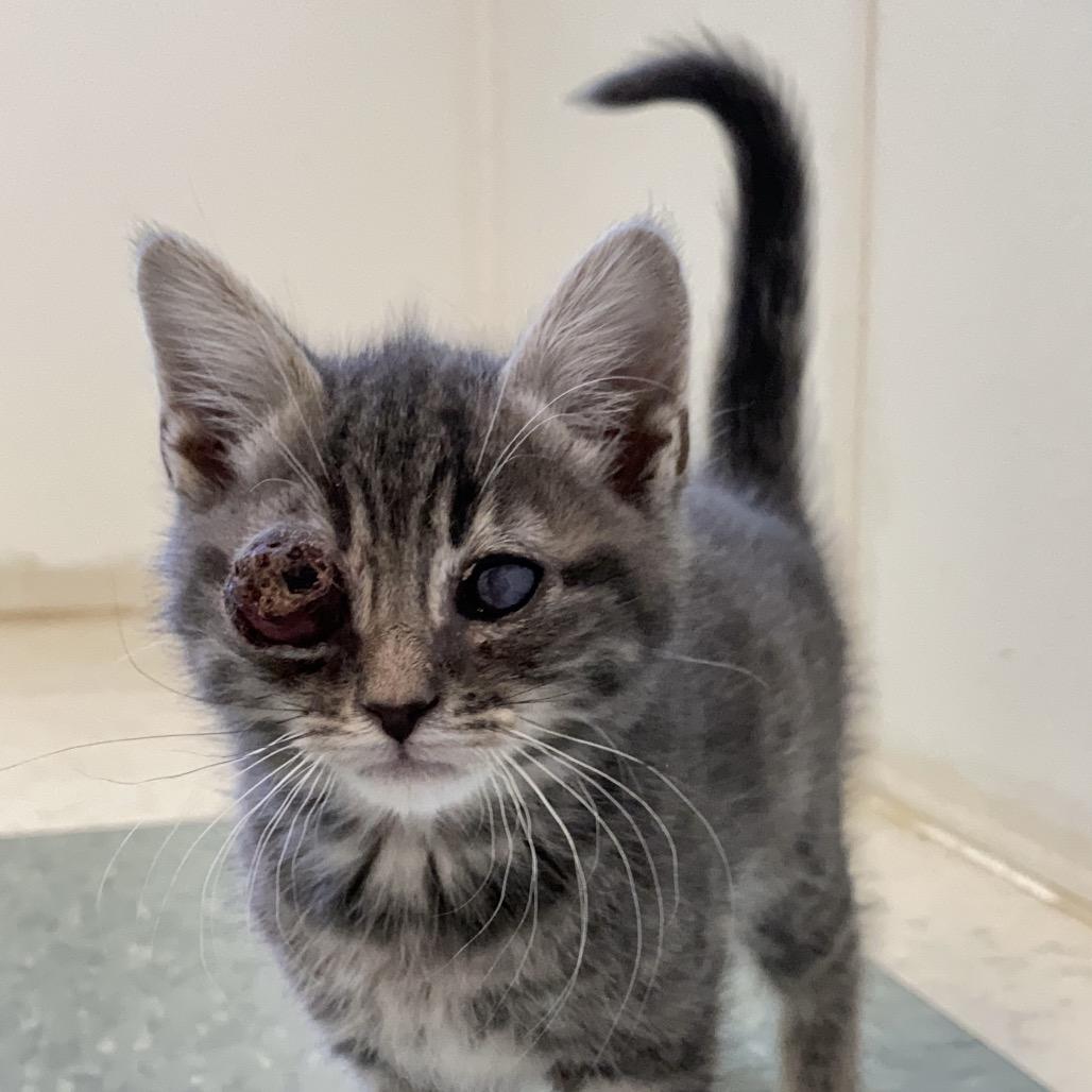 Lime, Adoptable, Kitten Male Domestic Medium Hair.