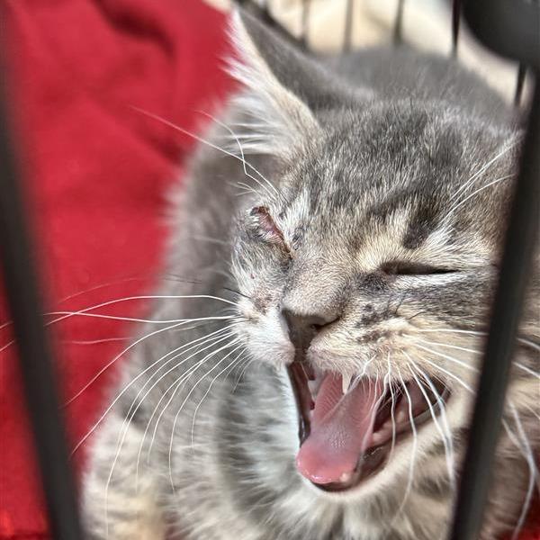 Enlarge Lime, a Adoptable Domestic Medium Hair in Mount Shasta, CA image 2/6