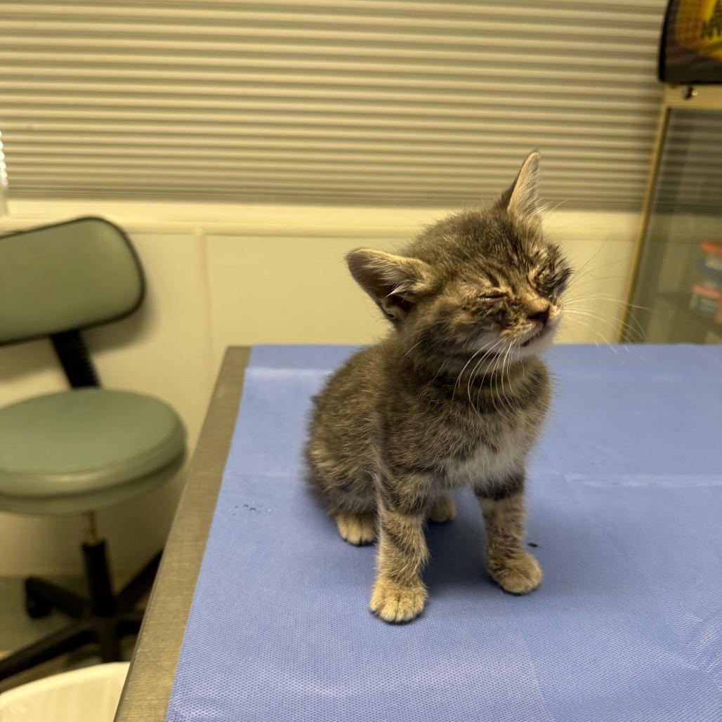 Enlarge Lime, a Adoptable Domestic Medium Hair in Mount Shasta, CA image 3/6