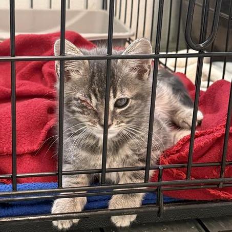 Enlarge Lime, a Adoptable Domestic Medium Hair in Mount Shasta, CA image 4/6