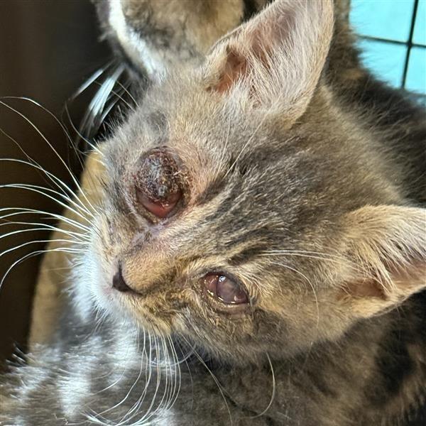 Enlarge Lime, a Adoptable Domestic Medium Hair in Mount Shasta, CA image 5/6