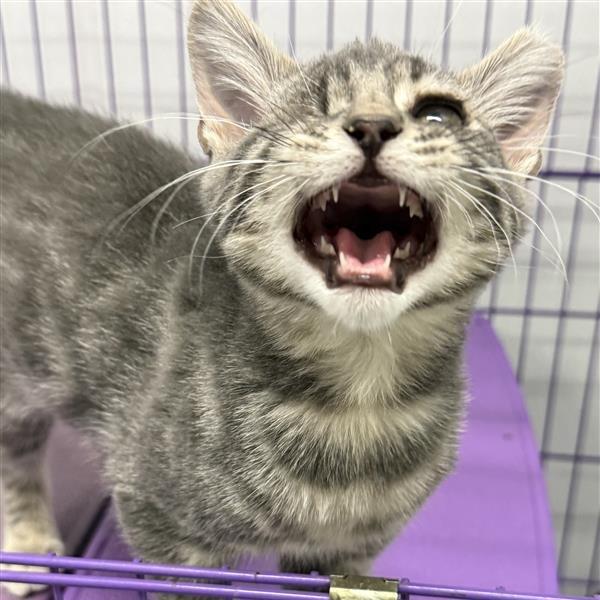 Enlarge Lime, a Adoptable Domestic Medium Hair in Mount Shasta, CA image 6/6
