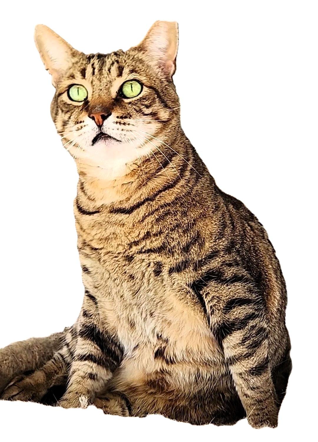 Rocky, Adoptable, Senior Male American Shorthair & Domestic Short Hair.