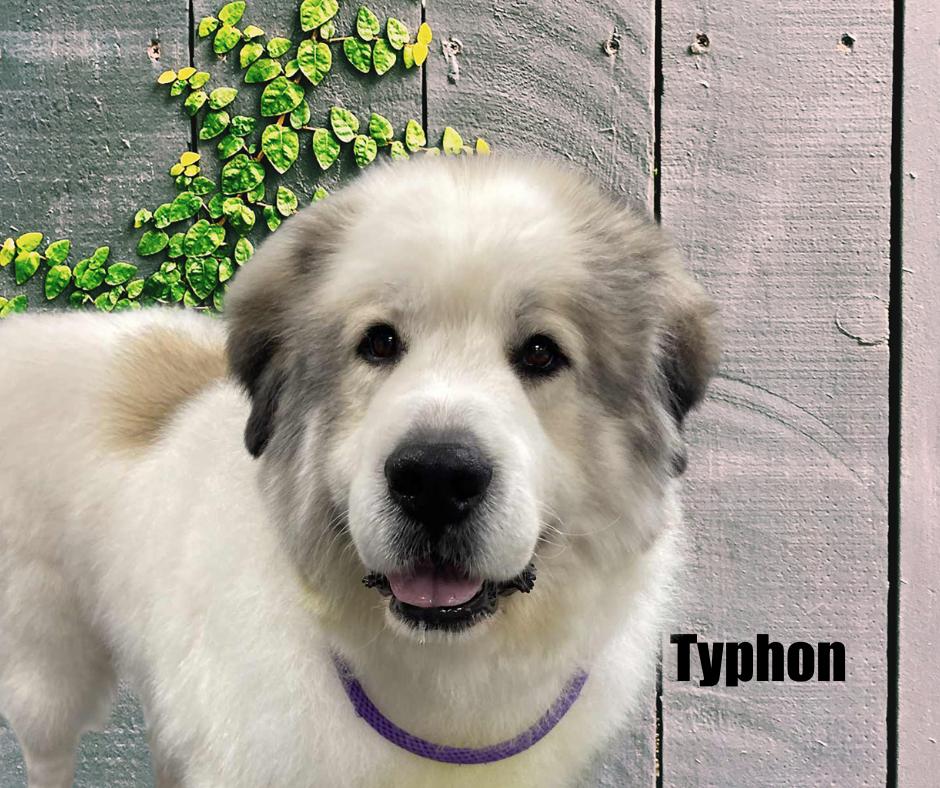 Enlarge Typhon and Athena, a ADOPTABLE Great Pyrenees in Marshville, NC image 3/6
