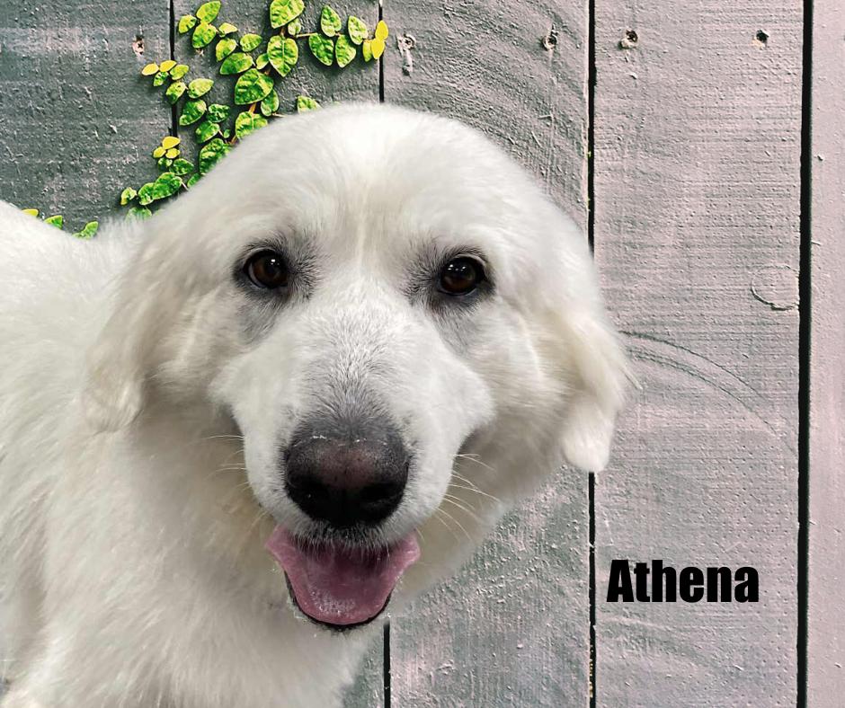 Enlarge Typhon and Athena, a ADOPTABLE Great Pyrenees in Marshville, NC image 5/6
