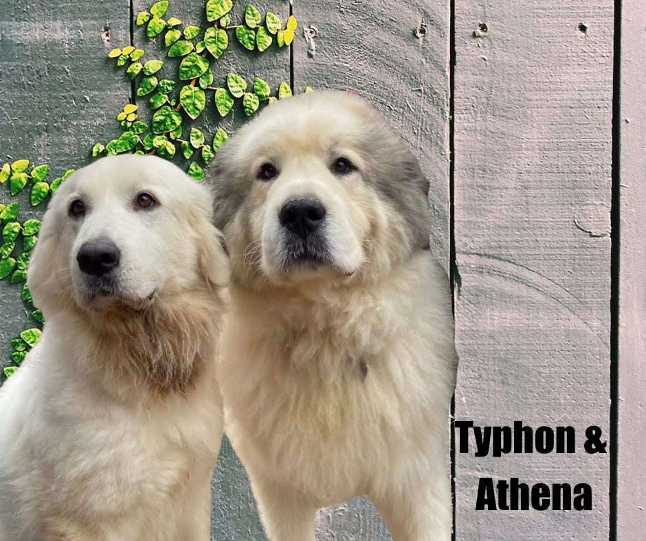 Enlarge Typhon and Athena, a ADOPTABLE Great Pyrenees in Marshville, NC image 2/6