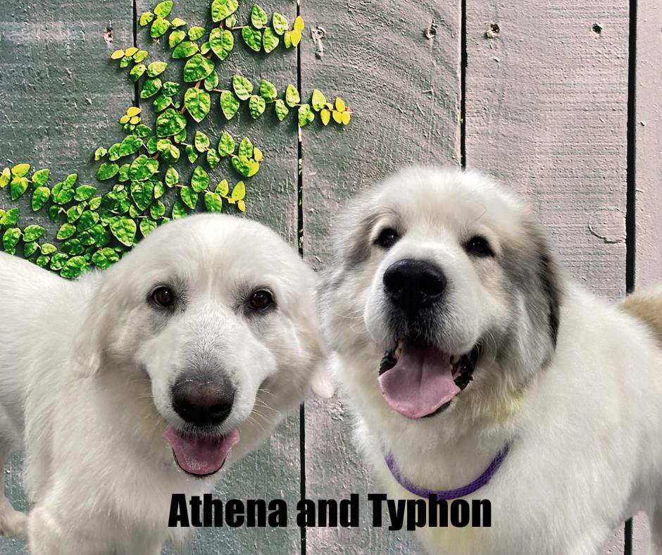 Enlarge Typhon and Athena, a ADOPTABLE Great Pyrenees in Marshville, NC image 1/6