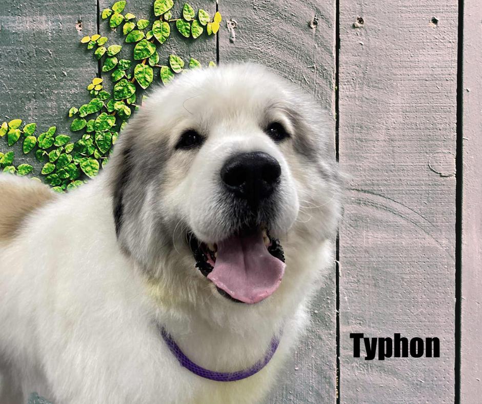 Enlarge Typhon and Athena, a ADOPTABLE Great Pyrenees in Marshville, NC image 4/6