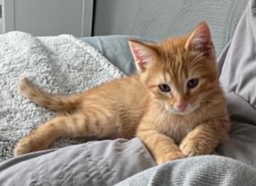Enlarge Fanta, a ADOPTABLE Domestic Short Hair in Battle Creek, MI image 1/3