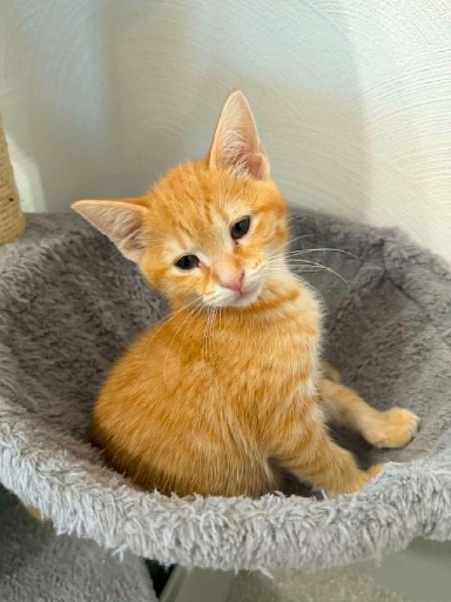 Enlarge Fanta, a ADOPTABLE Domestic Short Hair in Battle Creek, MI image 2/3