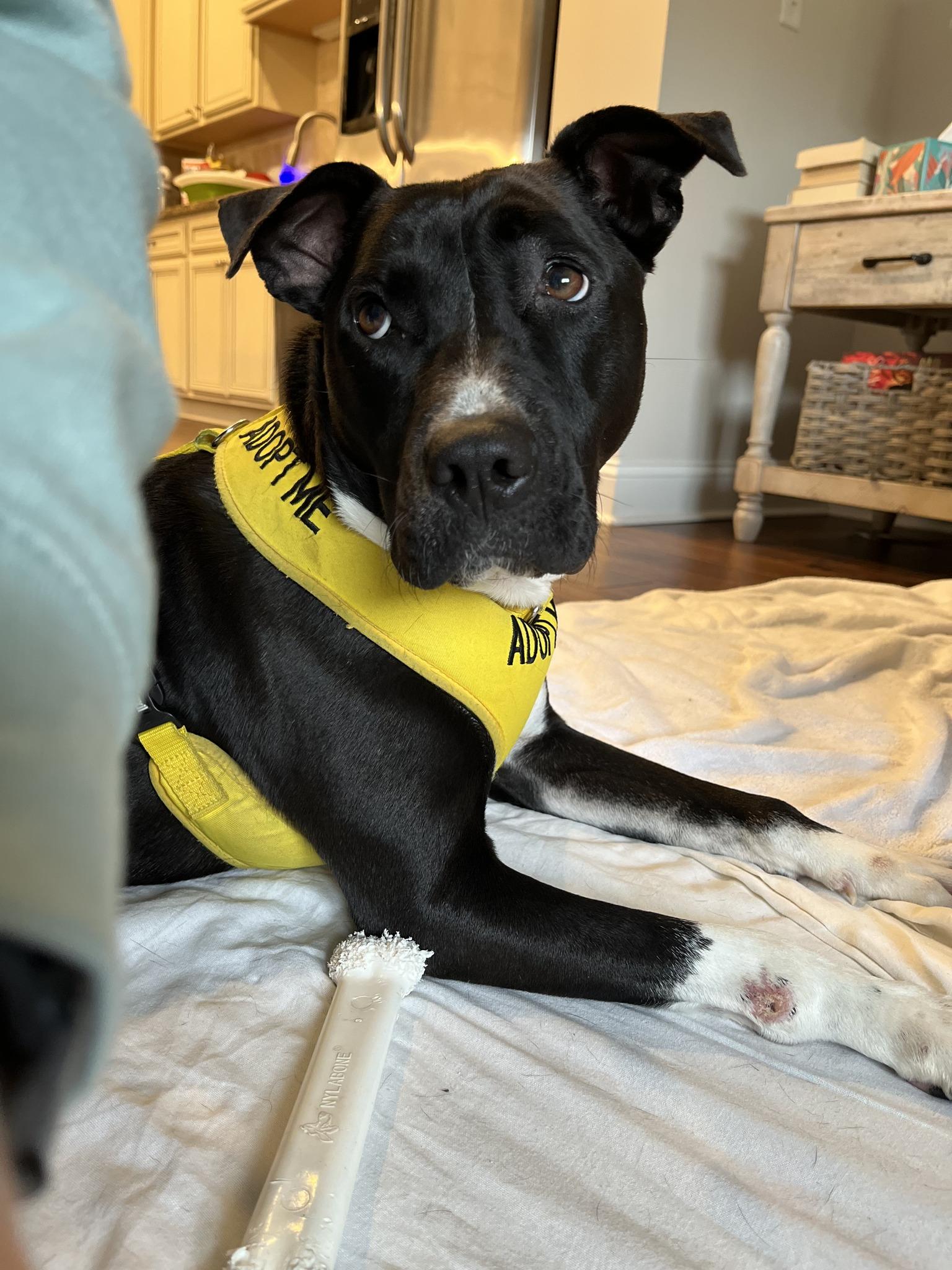 PENELOPE