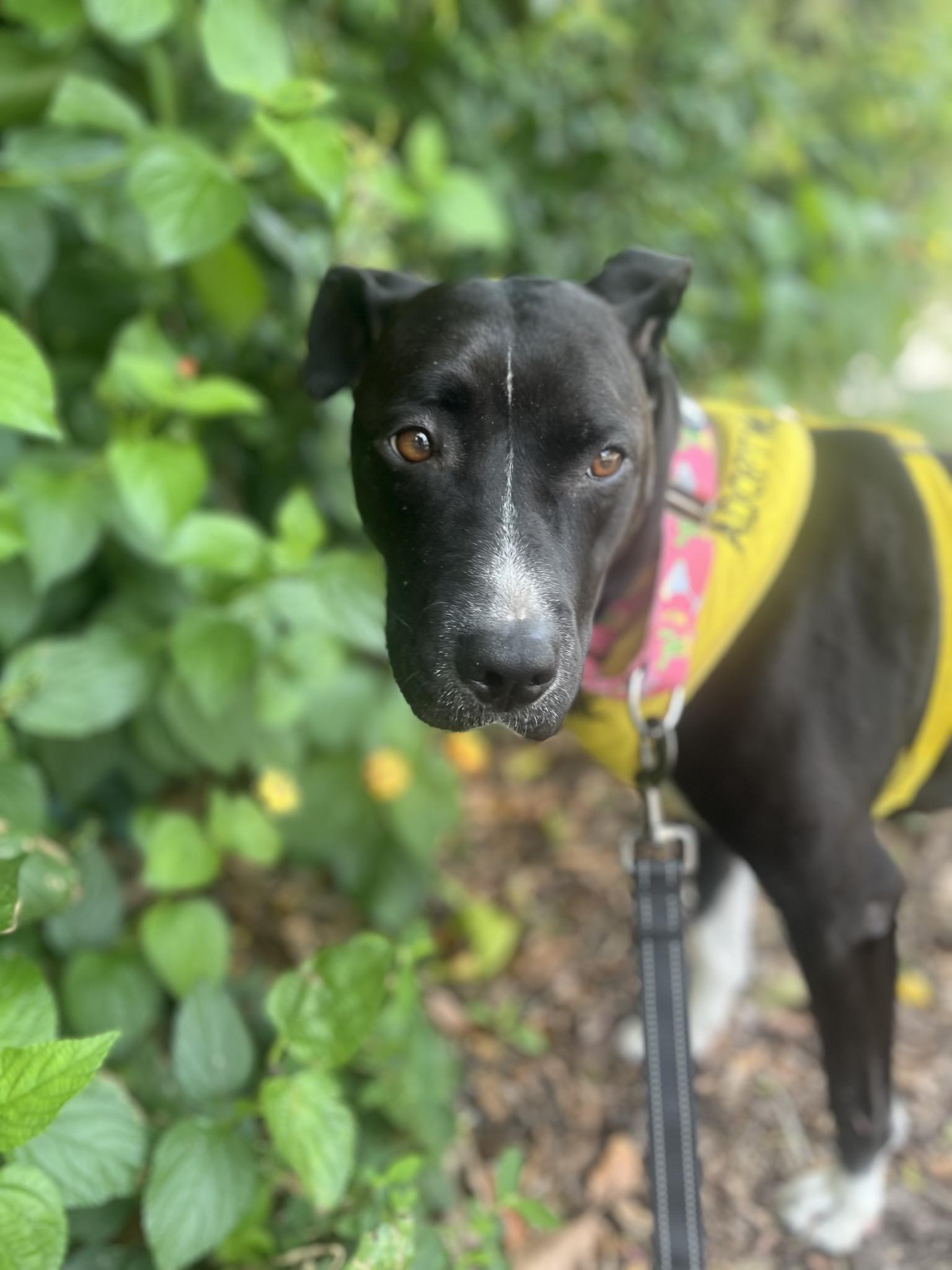 PENELOPE