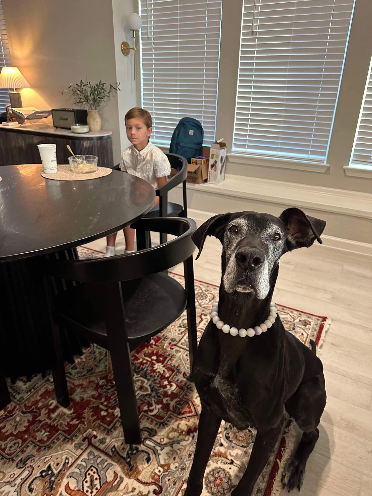 Dog for adoption Dana, a Great Dane Mix in Hagerstown, MD Petfinder