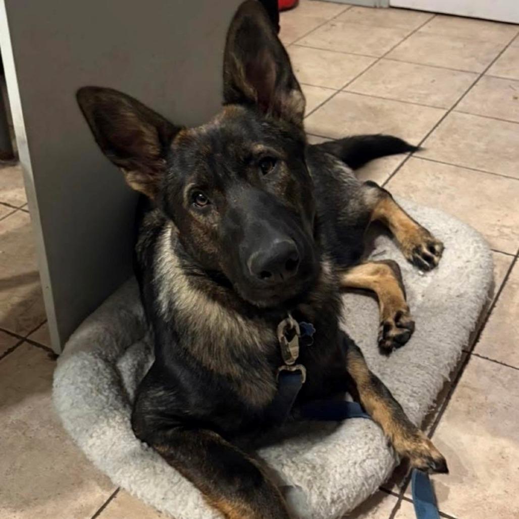 Maggie, Adoptable, Young Female German Shepherd Dog.