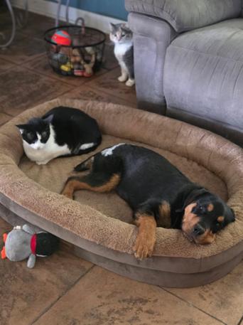 Enlarge BROOKE, an adopted Rottweiler in Oswego, IL image 2/3