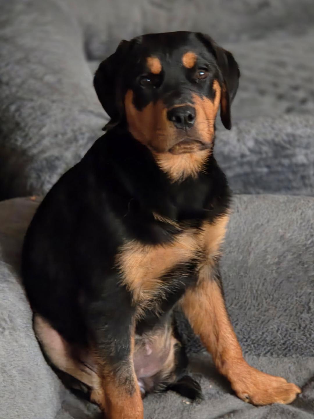Enlarge BROOKE, an adopted Rottweiler in Oswego, IL image 1/3