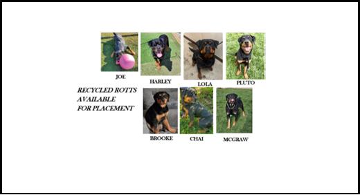 Enlarge BROOKE, an adopted Rottweiler in Oswego, IL image 3/3