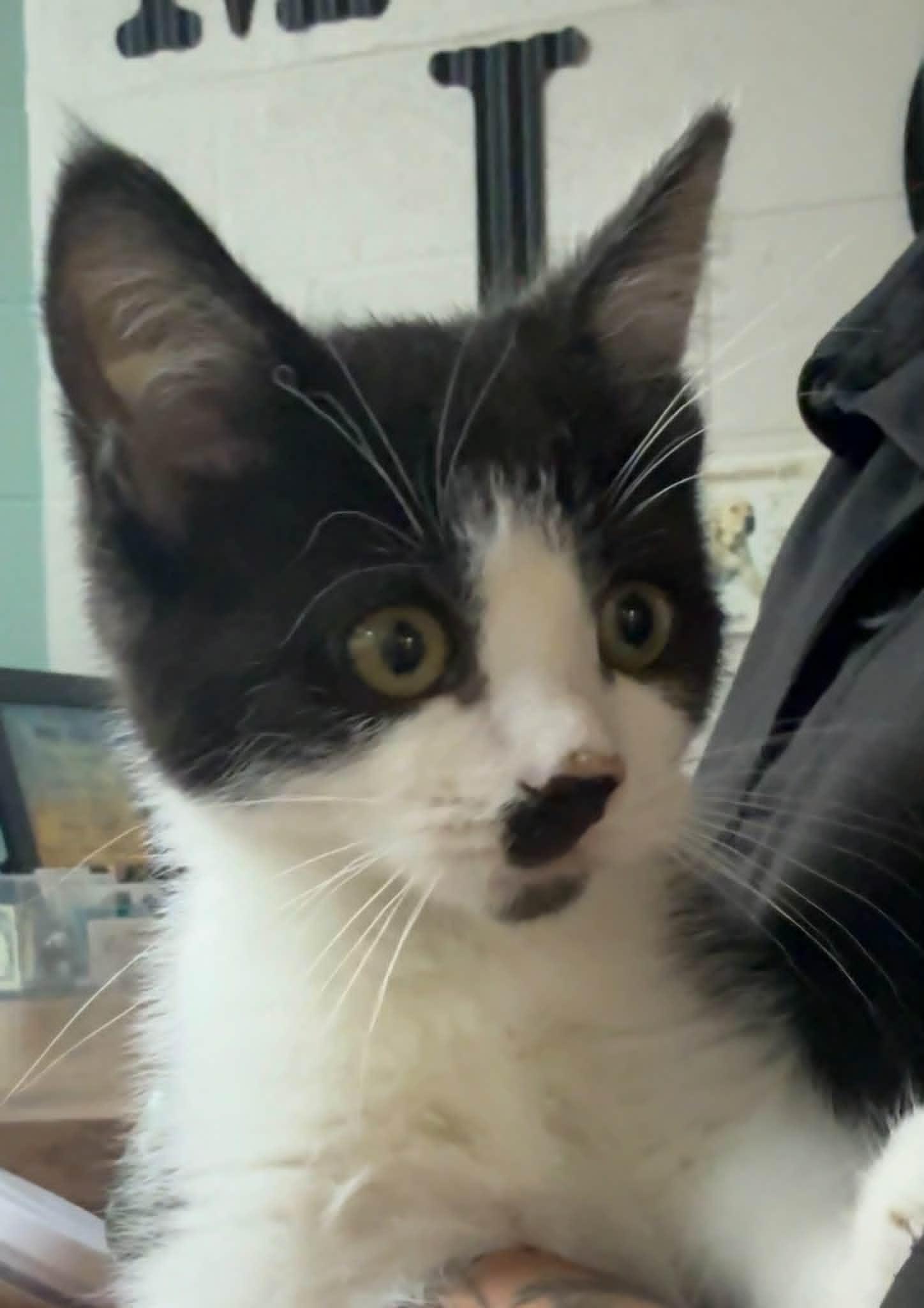 Bubba, ADOPTABLE, Young Male Domestic Short Hair.