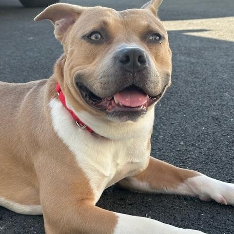 Enlarge Teddy, a Adopted American Staffordshire Terrier in Lyndhurst, NJ image 2/6