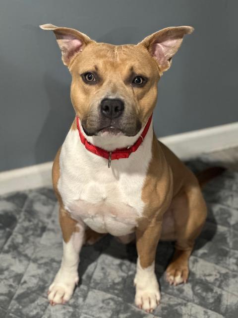 Enlarge Teddy, a Adopted American Staffordshire Terrier in Lyndhurst, NJ image 3/6