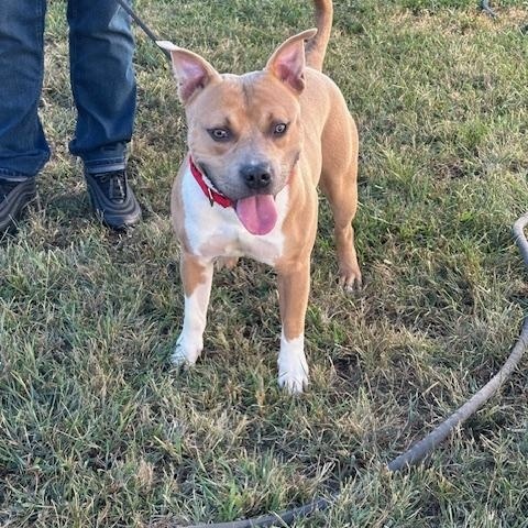 Enlarge Teddy, a Adopted American Staffordshire Terrier in Lyndhurst, NJ image 4/6