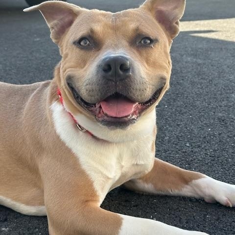 Enlarge Teddy, a Adopted American Staffordshire Terrier in Lyndhurst, NJ image 1/6