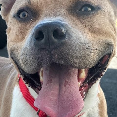 Enlarge Teddy, a Adopted American Staffordshire Terrier in Lyndhurst, NJ image 5/6