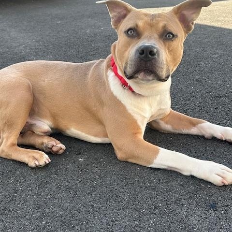 Enlarge Teddy, a Adopted American Staffordshire Terrier in Lyndhurst, NJ image 6/6