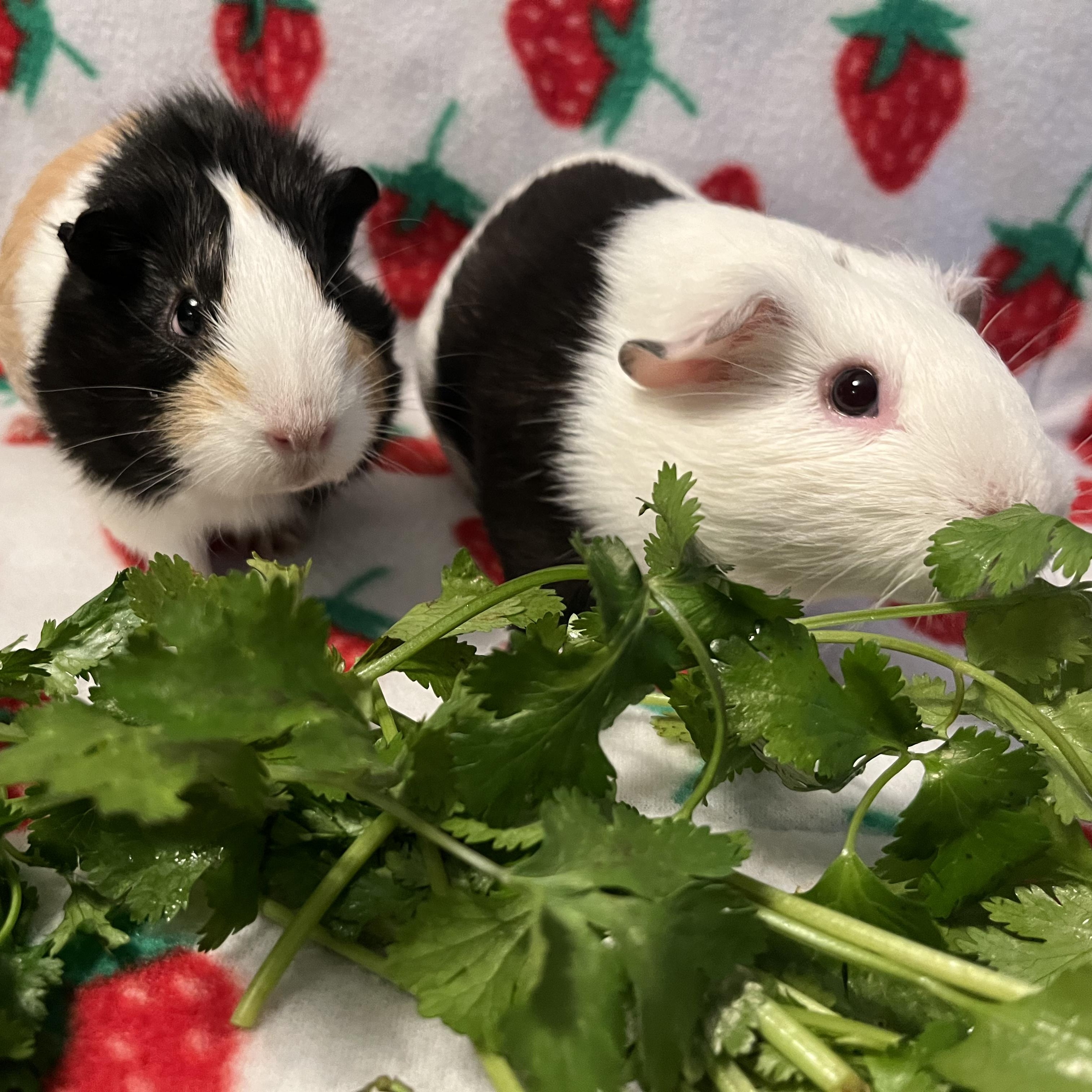 Enlarge Ellie & Maxine, a ADOPTABLE Guinea Pig in Irvine, CA image 2/5