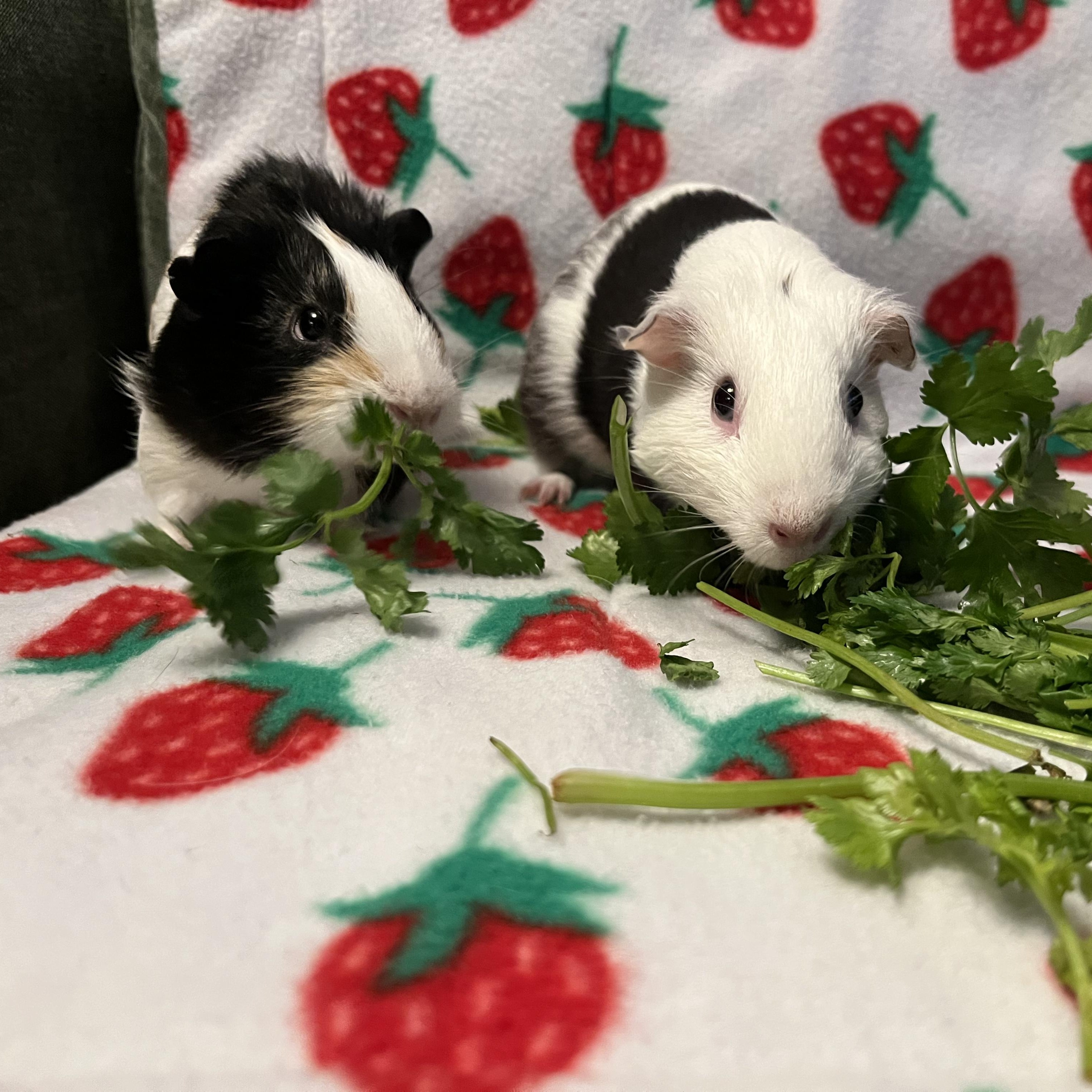 Enlarge Ellie & Maxine, a ADOPTABLE Guinea Pig in Irvine, CA image 5/5