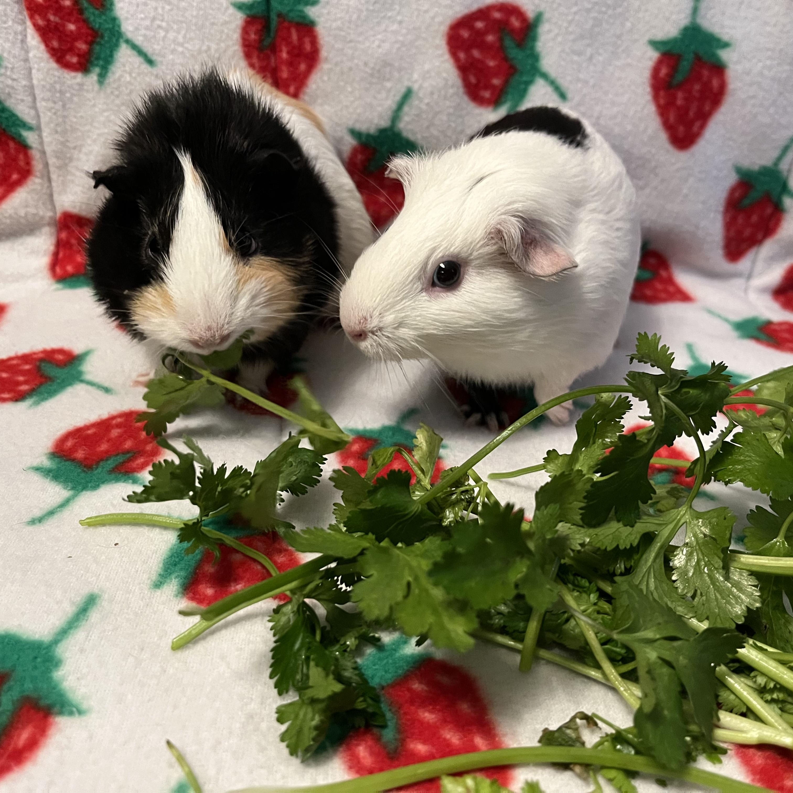 Enlarge Ellie & Maxine, a ADOPTABLE Guinea Pig in Irvine, CA image 3/5