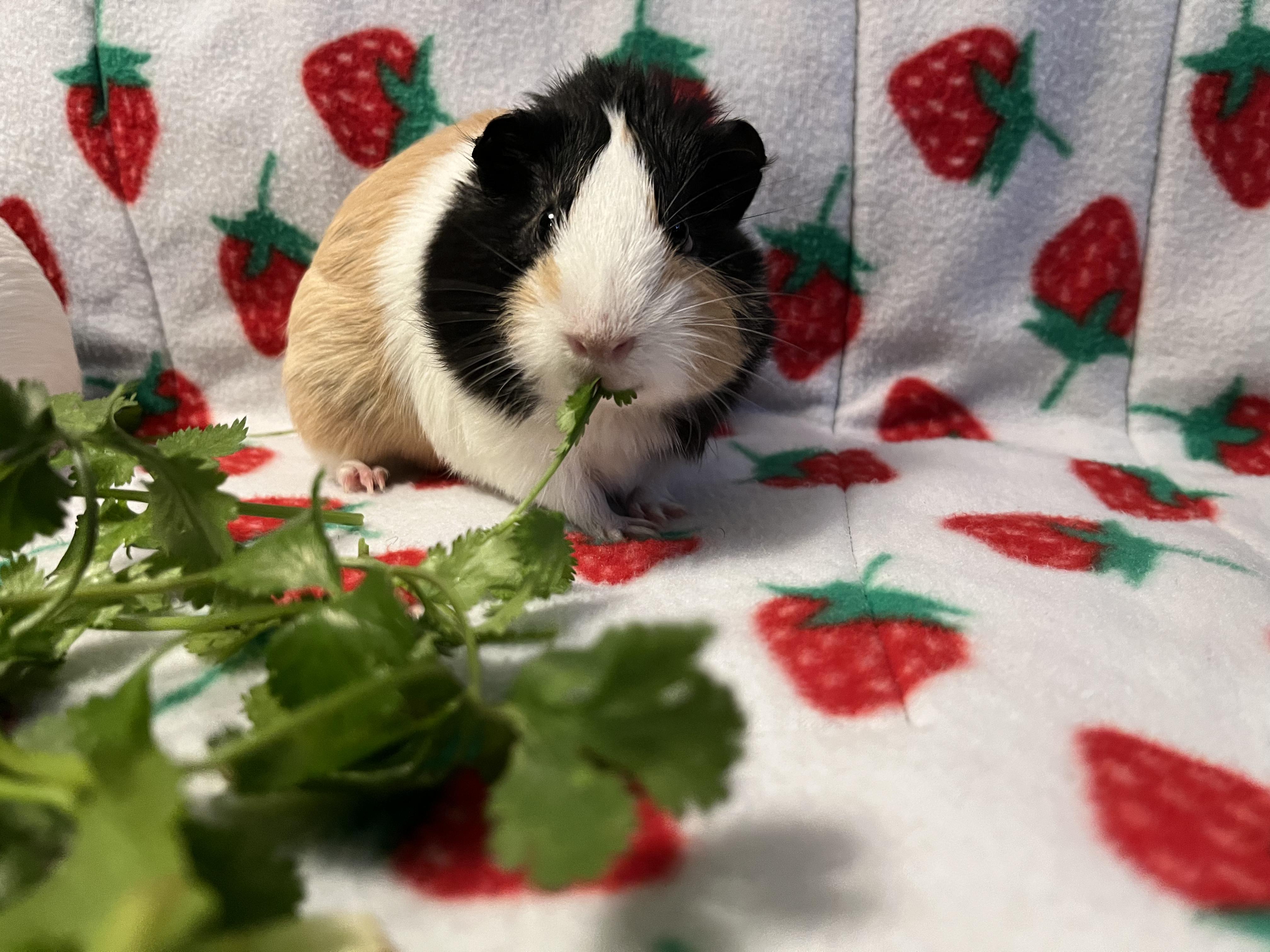 Enlarge Ellie & Maxine, a ADOPTABLE Guinea Pig in Irvine, CA image 4/5