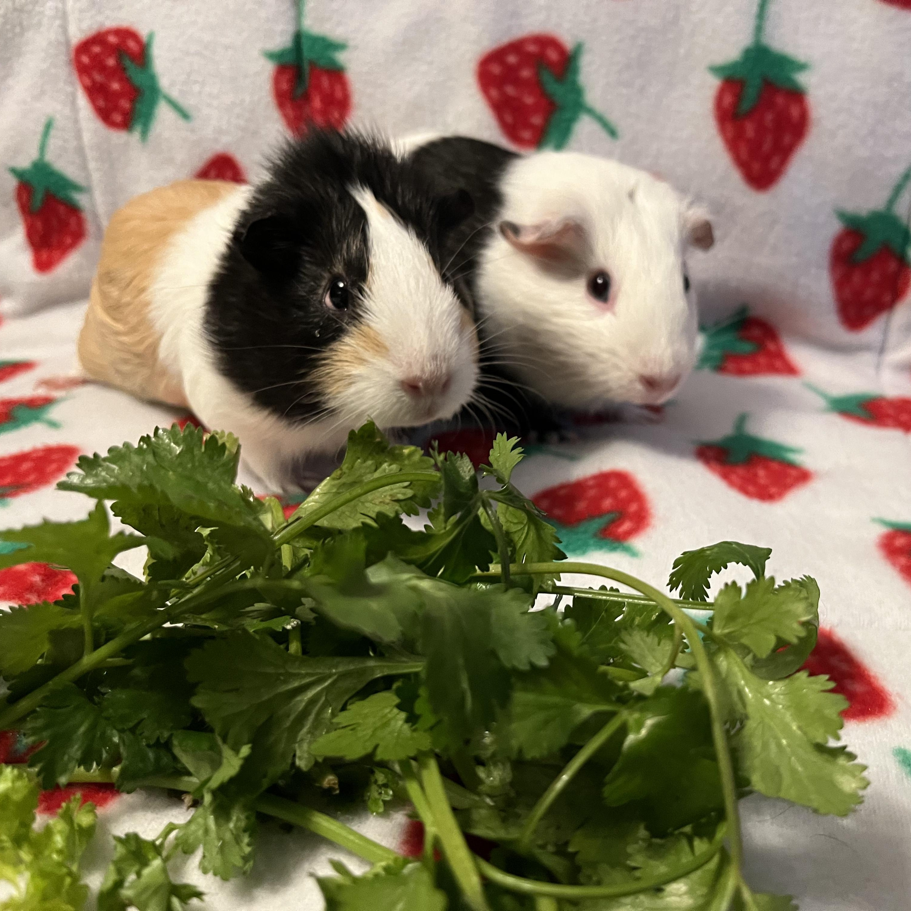 Ellie & Maxine, ADOPTABLE, Young Female Guinea Pig.