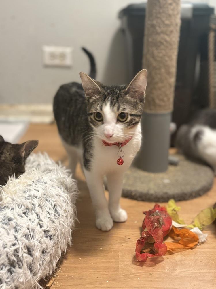 Mike, Adoptable, Kitten Male Domestic Short Hair.