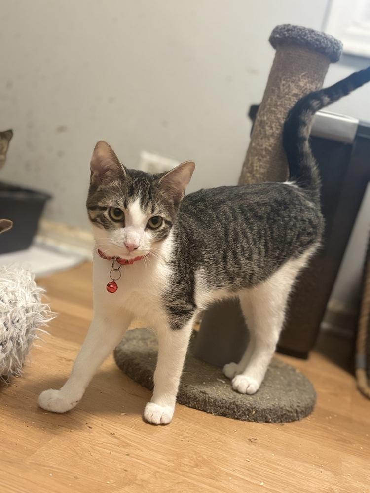 Enlarge Mike, a Adoptable Domestic Short Hair in Palatine, IL image 2/3