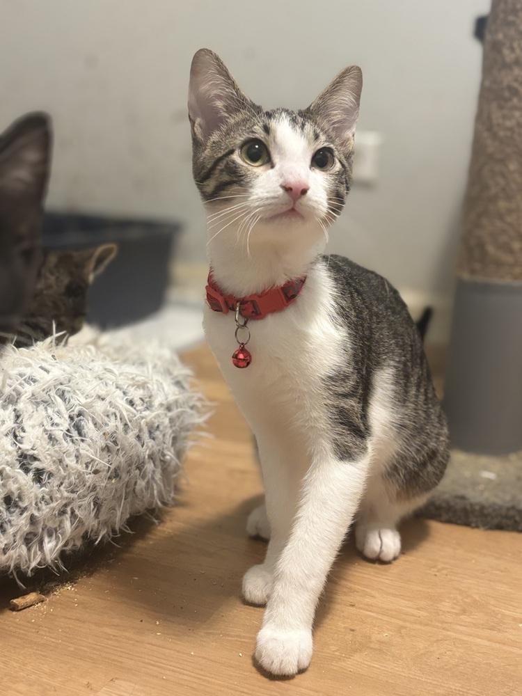 Enlarge Mike, a Adoptable Domestic Short Hair in Palatine, IL image 3/3