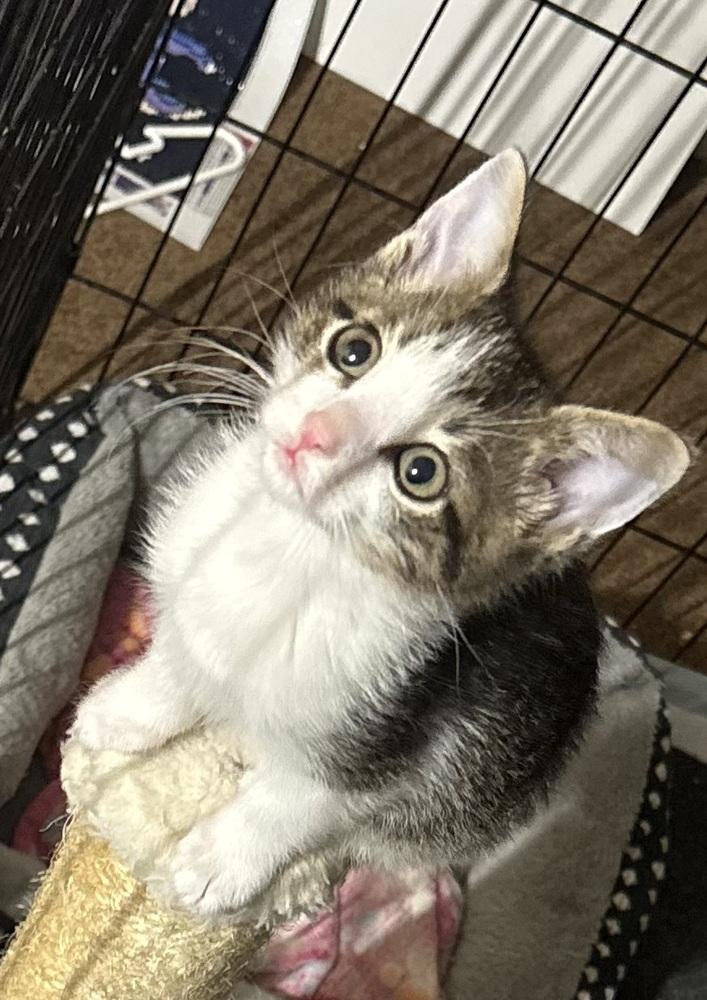 Mike, Adoptable, Kitten Male Domestic Short Hair.