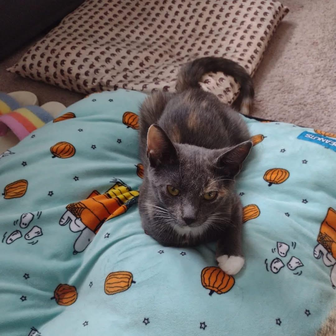 Joy, Young Female Domestic Short Hair