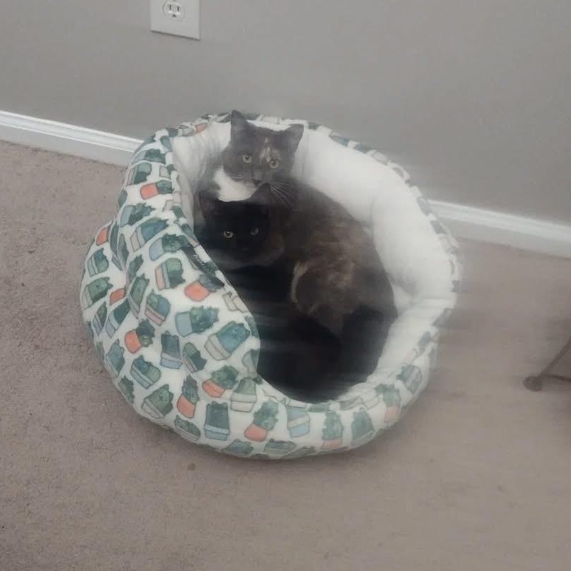 Enlarge Joy, a Adoptable Domestic Short Hair in Bridgewater, NJ image 2/4