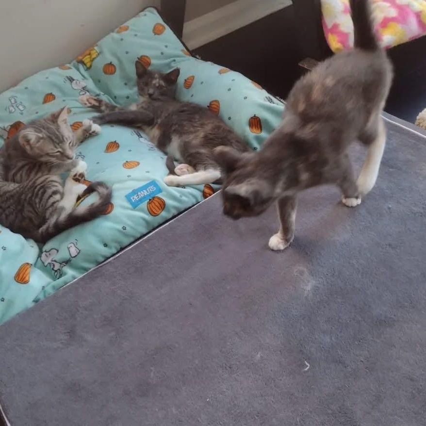 Enlarge Joy, a Adoptable Domestic Short Hair in Bridgewater, NJ image 3/4