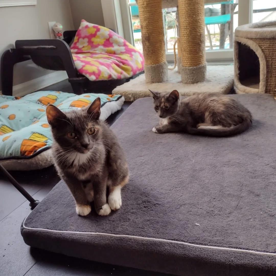 Enlarge Joy, a Adoptable Domestic Short Hair in Bridgewater, NJ image 4/4