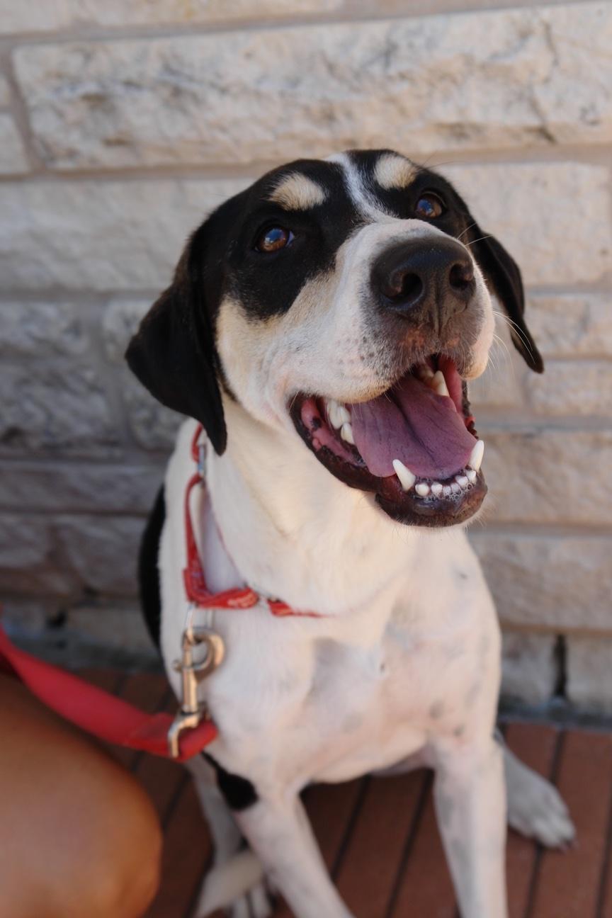 Vie, a Adoptable mixed breed in Bryan, TX image 4/4