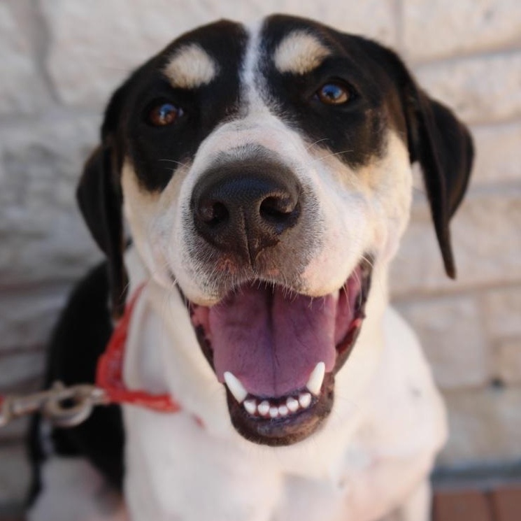 Vie, a Adoptable mixed breed in Bryan, TX image 2/4