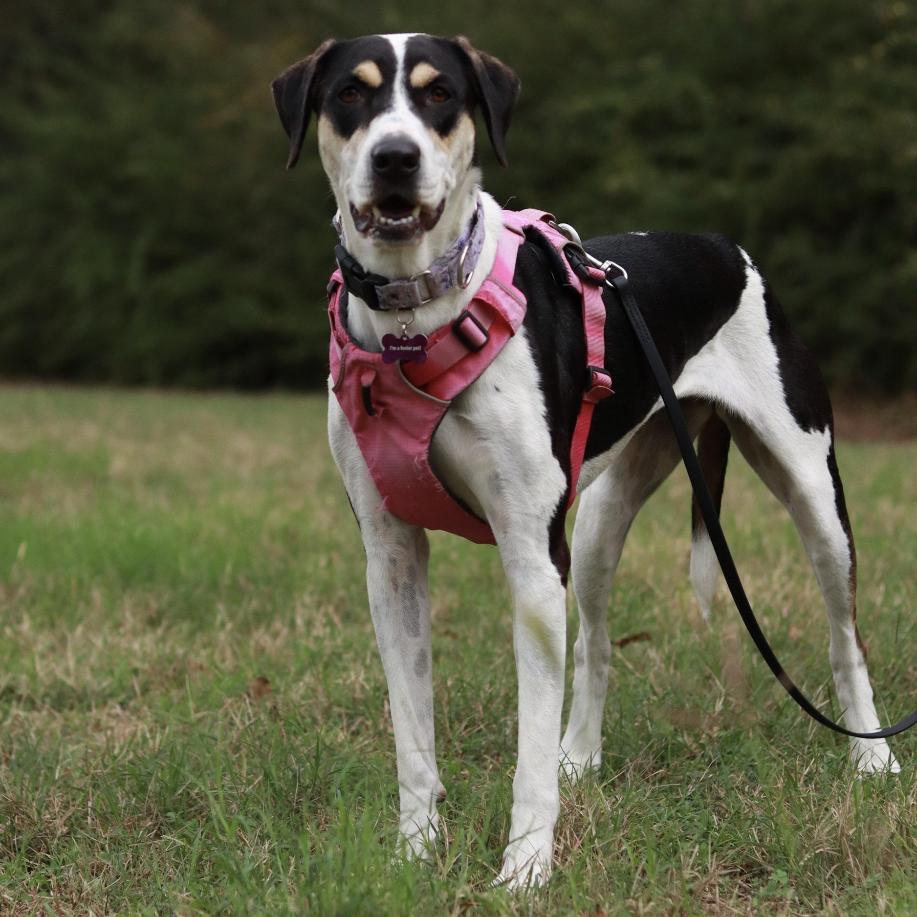 Vie, Adoptable, Young Female Treeing Walker Coonhound.